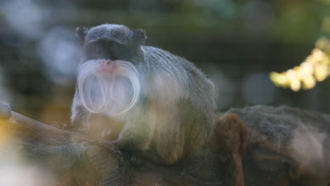 saguinus-imperator-emperor-tamarin-on-a-branch-with-a-juvenile-jumping-over-him